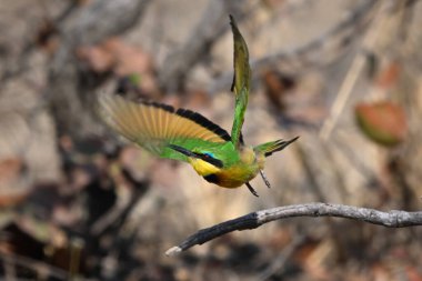 Küçük arı yiyici kuru daldan havalanıyor