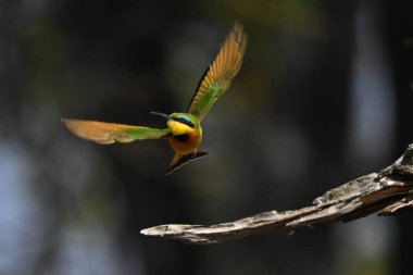 Yaka lambası olan küçük bir arı yiyici.