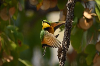 Küçük arı yiyici havada uçuyor.