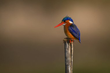 Malachite Kingfisher 'ın yarağı yarıldı.