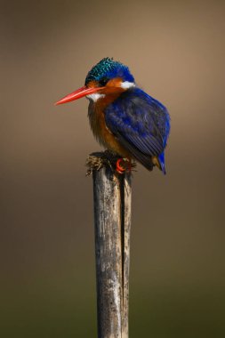 Malachite Kingfisher 'ın gözleri ikiye bölünmüş.