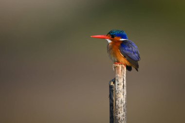 Ahşap direğe bırakılmış Malachite Kingfisher yüzleri
