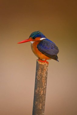 Malachite Kingfisher yüzleri ahşap direğe bırakılmış.