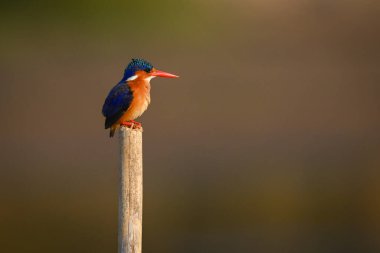Malachite Kingfisher tahta direğin üstünde duruyor.