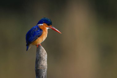 Malachite Kingfisher 'ın yüzleri testereyle kesilmiş.
