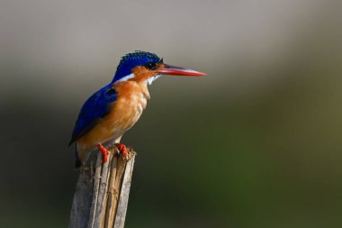Malachite Kingfisher yarık direğin üzerinde duruyor.
