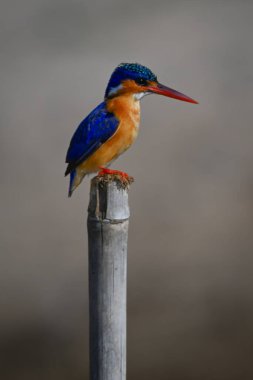 Malachite Kingfisher tahtadan bir direğin üzerinde duruyor.