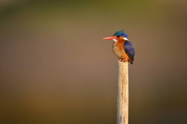 Malachite Kingfisher kırık direkte sola bakıyor.