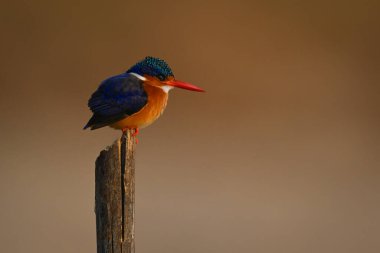 Malachite Kingfisher işaretleme direğinin sağına bakıyor