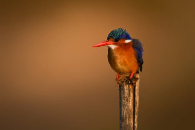 Malachite Kingfisher yıpranmış direğe bakıyor.
