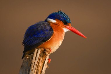 Malachite Kingfisher direğe yaslanmış duruyor.