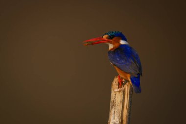 Malachite Kingfisher bambu direğinde böcek tutuyor