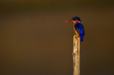 Guano kaplı postada Malachite Kingfisher profili