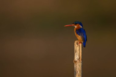 Guano lekeli direkte Malachite Kingfisher profili
