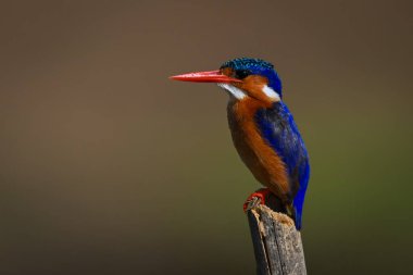 Malachite Kingfisher eğik direkte profilde