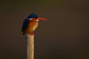 Ahşap direkte Malachite Kingfisher profili