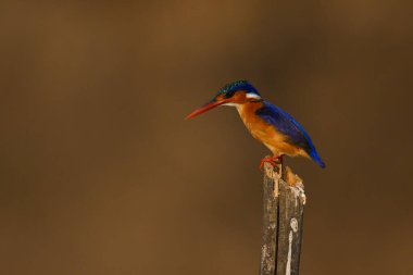 Ahşap direkte Malachite Kingfisher profili