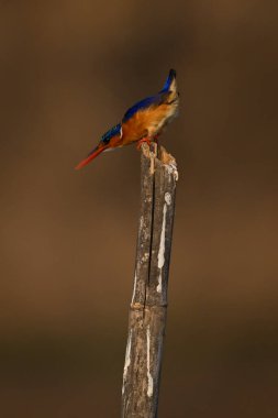 Malachite Kingfisher bambu direğine yaslanıyor.