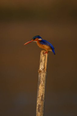 Malachite Kingfisher öne eğiliyor.
