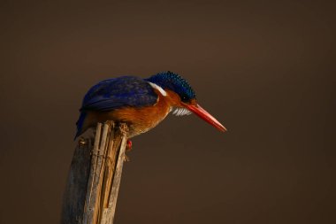 Malachite Kingfisher ikiye bölünmüş direğe eğiliyor.