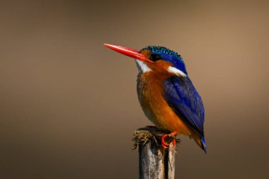 Malachite Kingfisher faturayı dağıttı