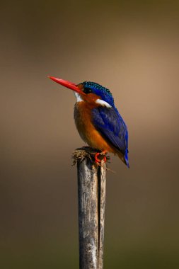 Malachite Kingfisher yarık direkte gagasını kaldırdı