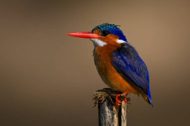 Malachite Kingfisher yarık direkte gaga kaldırıyor.