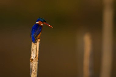 Malachite Kingfisher kırık direkten aşağıya bakıyor.