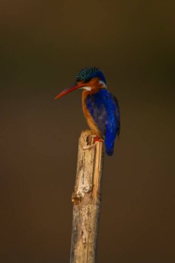 Malachite Kingfisher testereyle aşağıya bakıyor.
