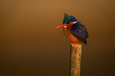 Malachite Kingfisher postada balık arıyor.