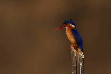 Malachite Kingfisher yarık direkten aşağıya bakıyor.