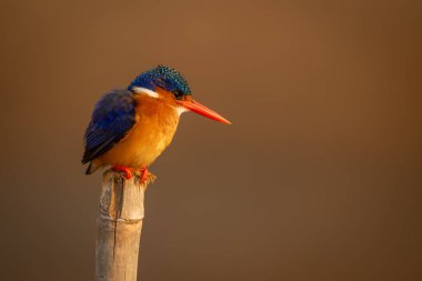 Malachite Kingfisher yıpranmış direkten aşağıya bakıyor.