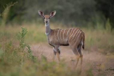Kamerayı izleyen dişi daha az kudu.