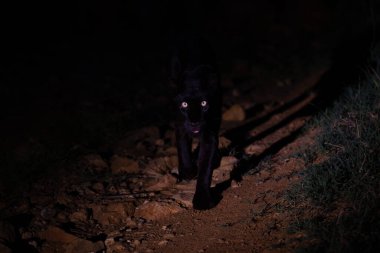Dişi panter gece kameraya doğru yürüyor.