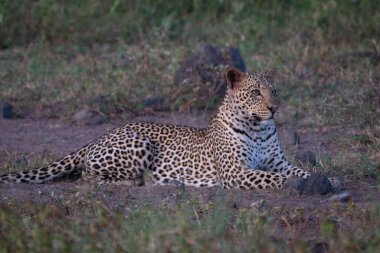 Dişi leopar ovayı tararken yatıyor.