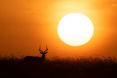 Impala çimenli ufukta güneşin yanında duruyor.