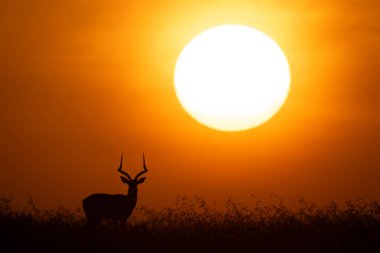 Impala ufuk çizgisinde kameraya dönük duruyor.