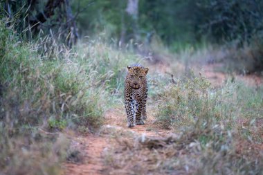 Erkek leopar kameraya doğru yürüyor.