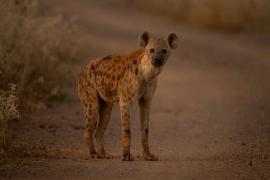 Genç benekli sırtlan kamerayı yoldan izliyor.