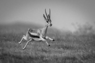 Mono Grant ceylanı çimlerin üzerinde zıplıyor.