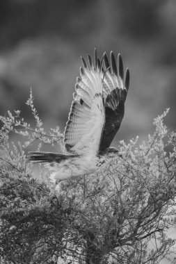 Mono Kehanet şahini çalılıktan havalandı.