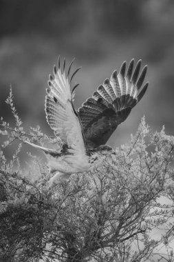 Mono Kehanet şahini çalılıktan uçup gidiyor.
