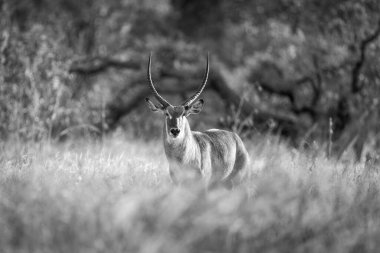 Mono yaygın su geyiği temizlikte kameraya bakar