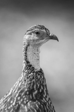 Profilde sarı boyunlu fok kuşunun tekli yakın çekimi