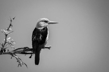 Kır Saçlı Kral Balıkçısının yüzü şubenin sağında.
