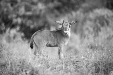 Tek kulaklı antilop yavrusu kameraya doğru dönüyor.