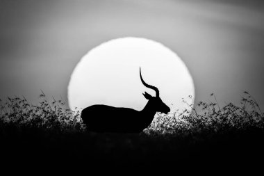 Mono impala çimenli ufukta güneşi geçiyor
