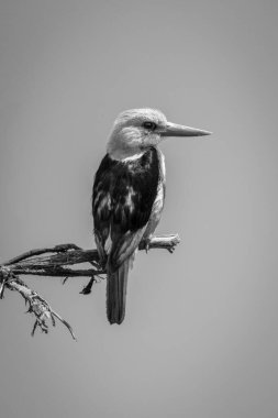 Kır Saçlı Kral Balıkçısı Yakıt Işığıyla dalda