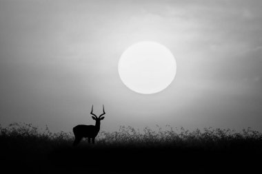 Mono impala güneşe geri dönüyor.