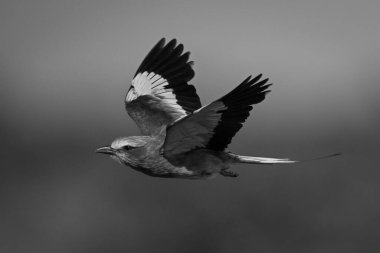 Leylak göğüslü patenler kanatlarını kaldırarak uçar.